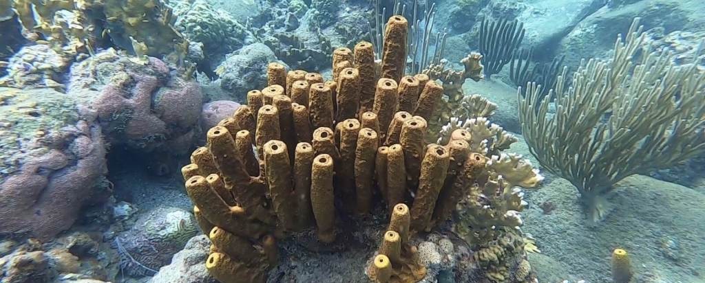 Réserve Cousteau - Guadeloupe - Corail