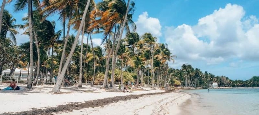 Cocotiers Plage de la caravelle Sainte-Anne - Guadeloupe