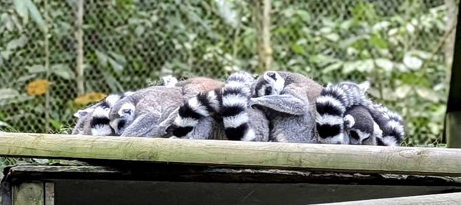 lemuriens-parc-des-mamelles