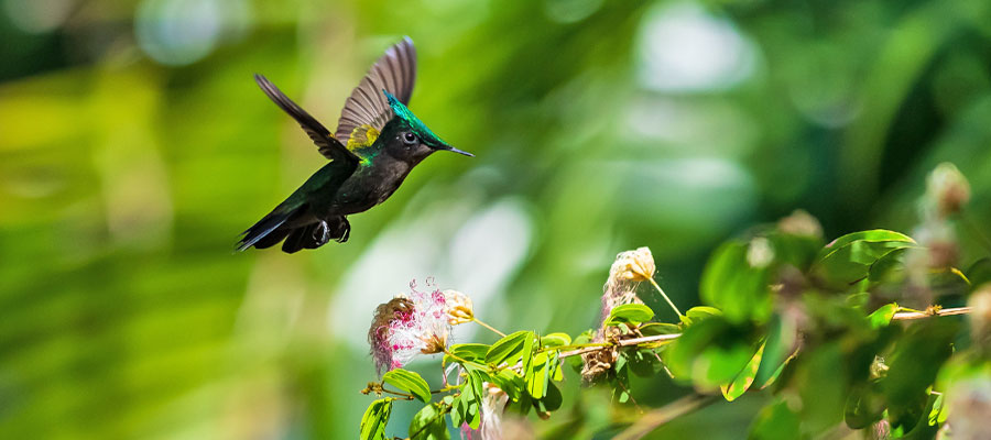 colibri-huppe-guadeloupe
