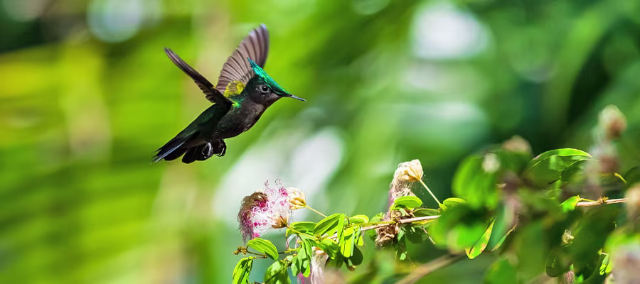 colibri-huppe-guadeloupe