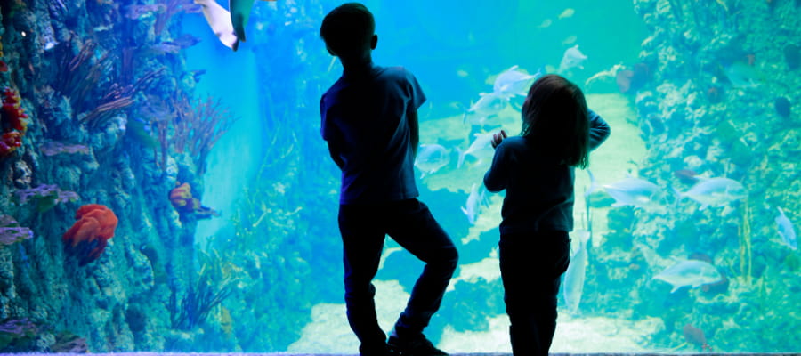 aquarium Gosier  Jumbo Car guadeloupe