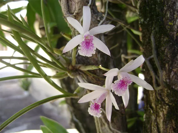 Orchidees-Guadeloupe