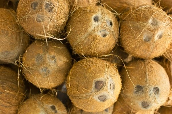 Ouvrir une noix de coco