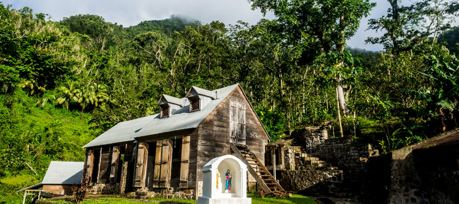 Griveliere-guadeloupe