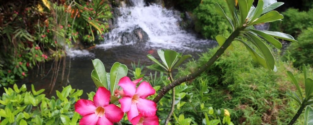 Photo jardin botanique de Deshaies