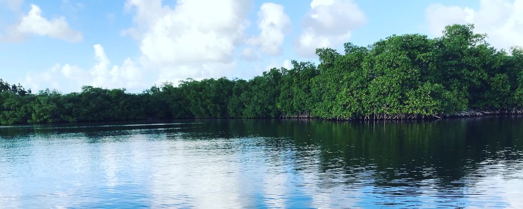 constitution-mangrove-guadeloupe