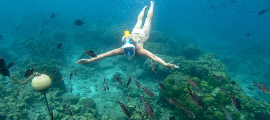 Spot Aquarium - Reserve Cousteau Guadeloupe