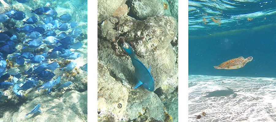 snorkeling-malendure