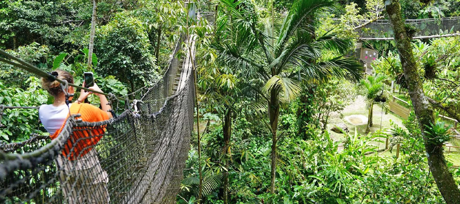 ponts-suspendus-parc-des-mamelles