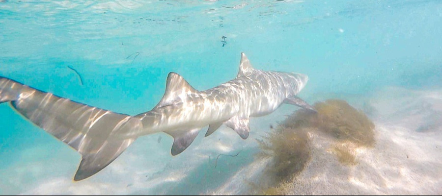 Requin Citron - Petite terre guadeloupe