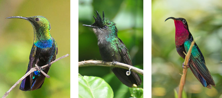 Colibris-guadeloupe