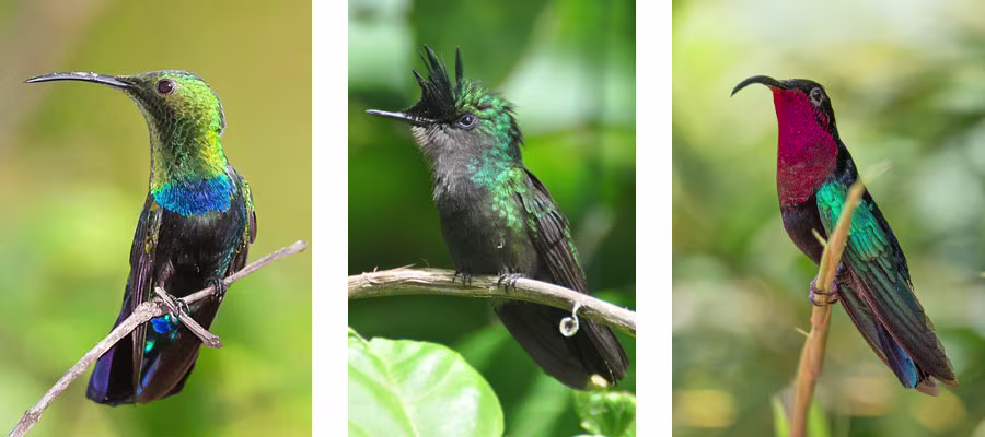 Colibris-guadeloupe