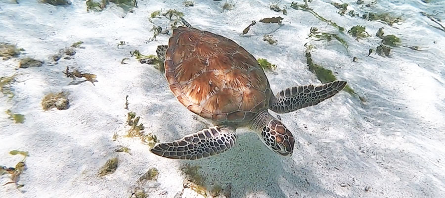 tortue-petite-terre