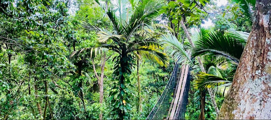 Parc des Mamelles - Zoo de Guadeloupe - Pont Suspendu