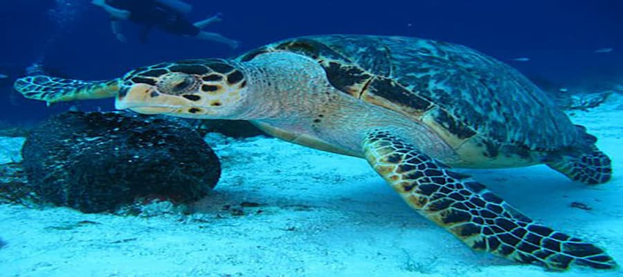 tortue imbriquée