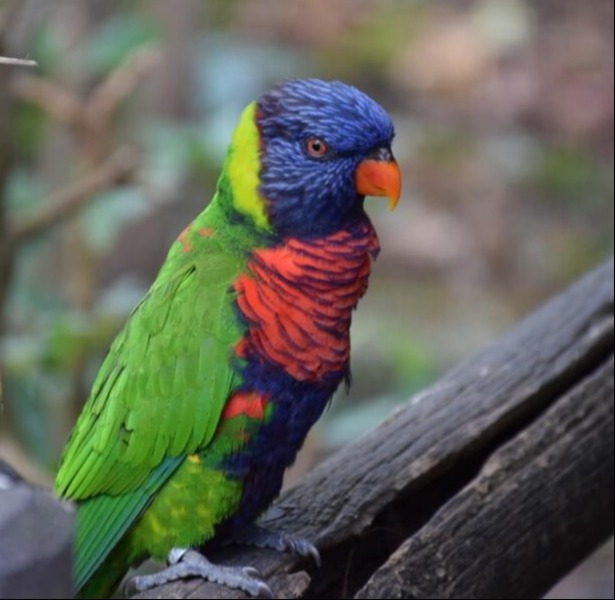 Loriquet Jardin Botanique Deshaies Guadeloupe