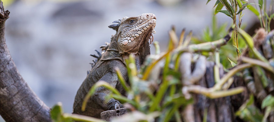 iguanes-guadeloupe
