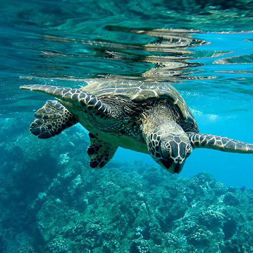 500x500-voir-tortue-guadeloupe
