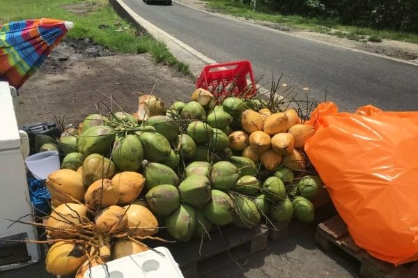 vendeur noix de coco en guadeloupe