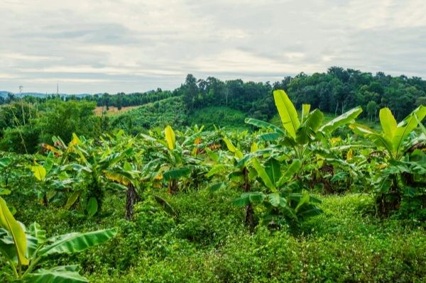 saison fruits guadeloupe