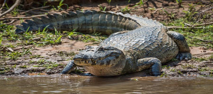 caïman noir Guyane - parc animalier  
