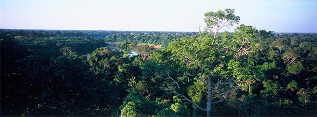 montagne-des-singes-jumbocar-guyane