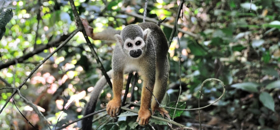ilet-la-mere-singe-saimiris