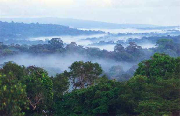 savane-roche-virginie