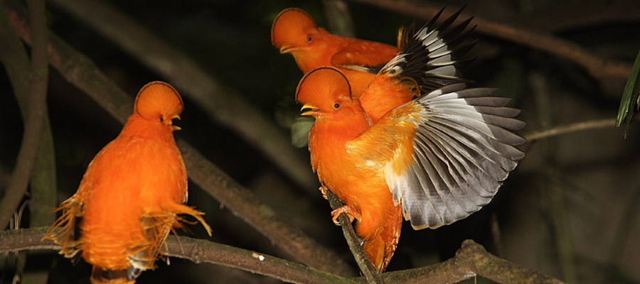 Coq-de-roche en guyane sentier 