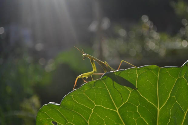 biodiversite-guyanaise