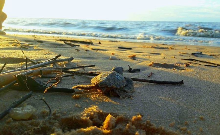 plages-guyane-tortue-hattes