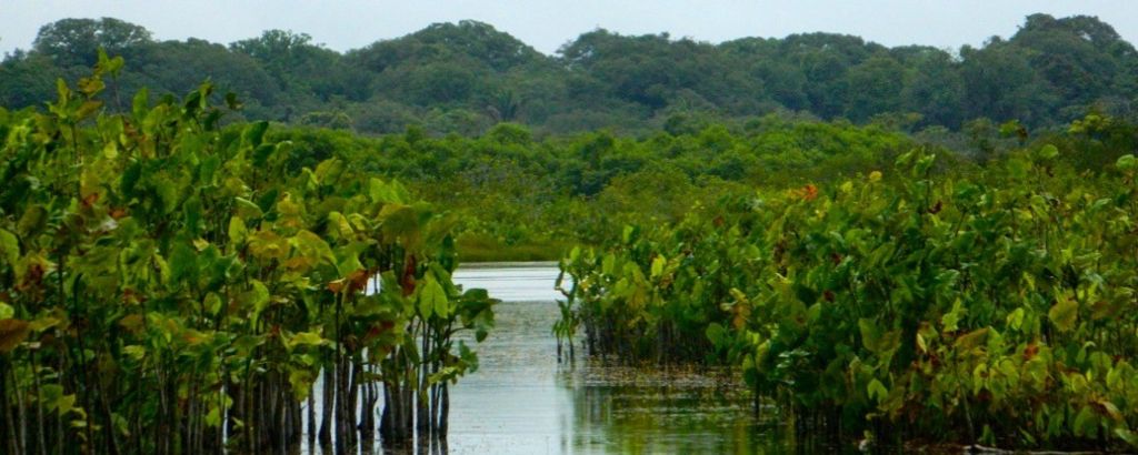 sinnamary-guyane-une