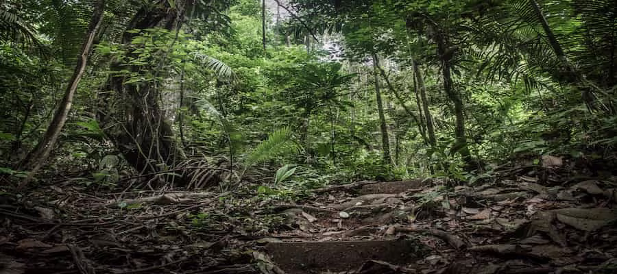 Le Mont Grand Matoury : Sentier de la Mirande