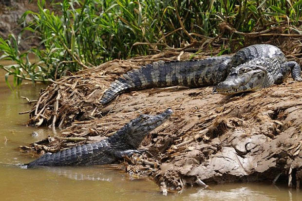 biodiversite-en-guyane