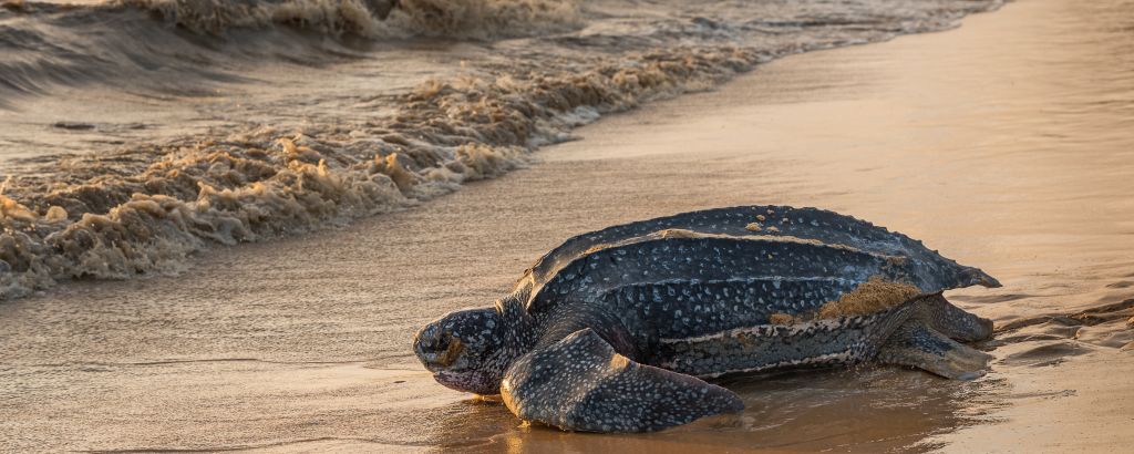 observer-ponte-tortues-luth-guyane