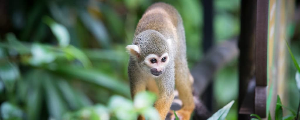 singe écureuil montagne des singes guyane 