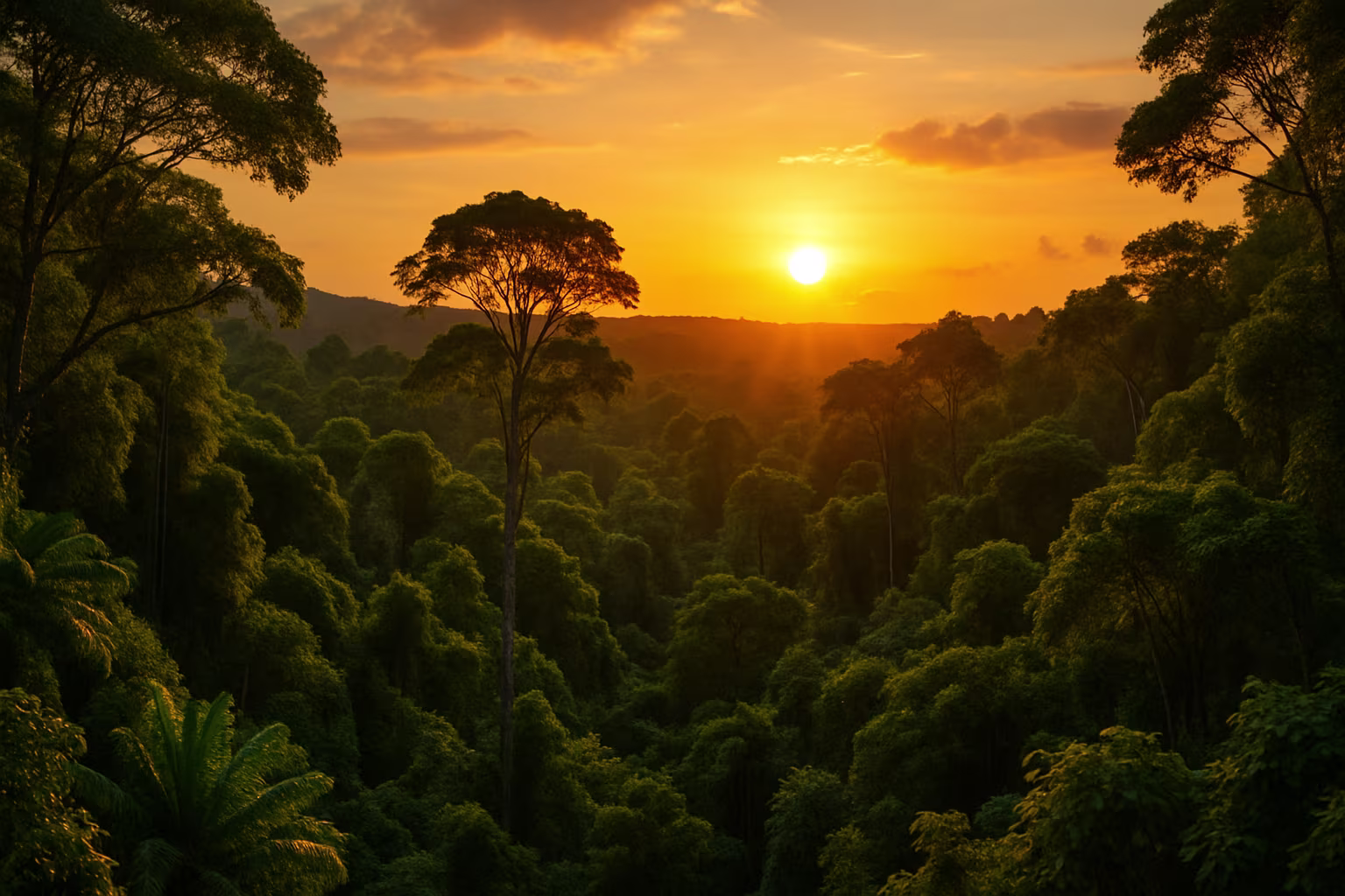 Foret Guyane coucher soleil