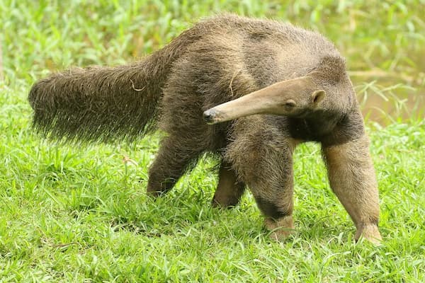 parc animalier - animaux guyanais 