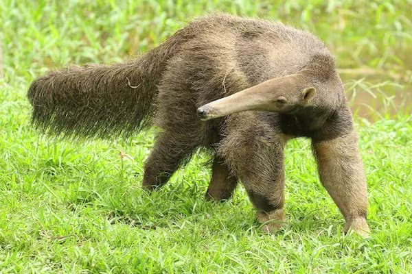 parc animalier - animaux guyanais