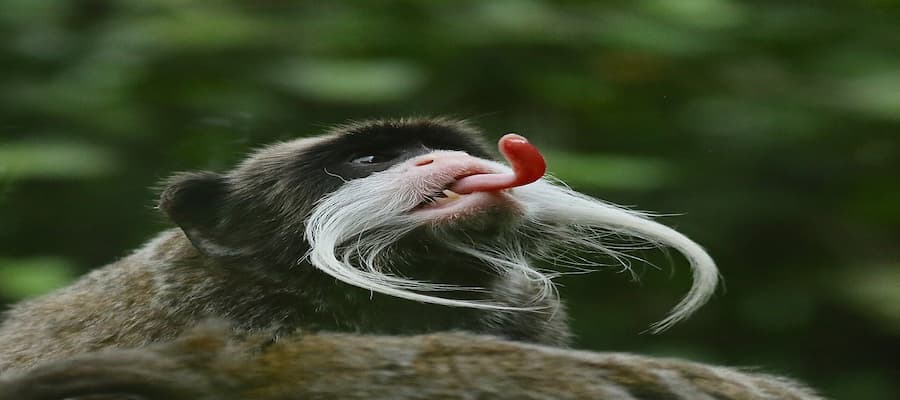 zoo de guyane informations 