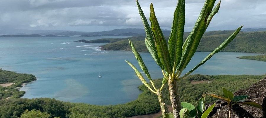 road-trip-martinique-presqu-ile-caravelle