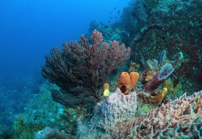 Plonger sur l'îlet la Perle - Martinique