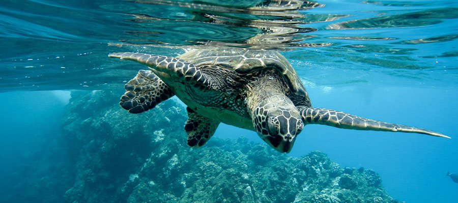tortue-mer-martinique