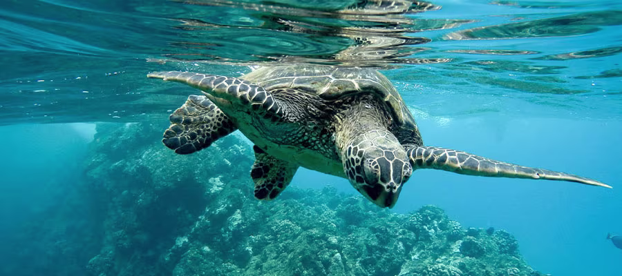 tortue-mer-martinique