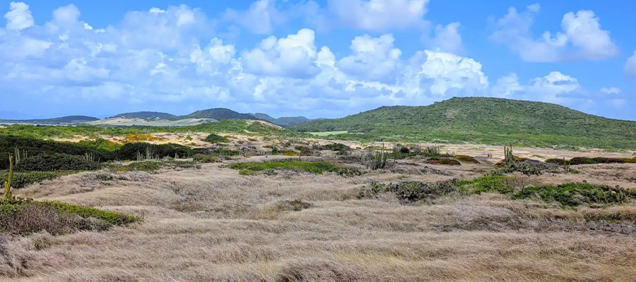 paysage-savane-petrifications