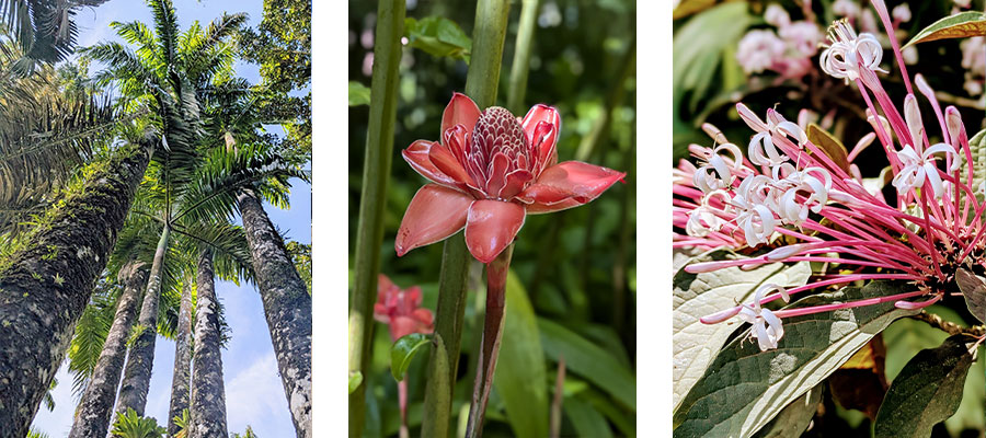 flore-jardin-balata