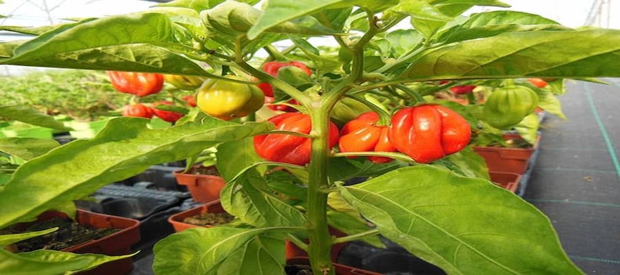 piment bondamanjak