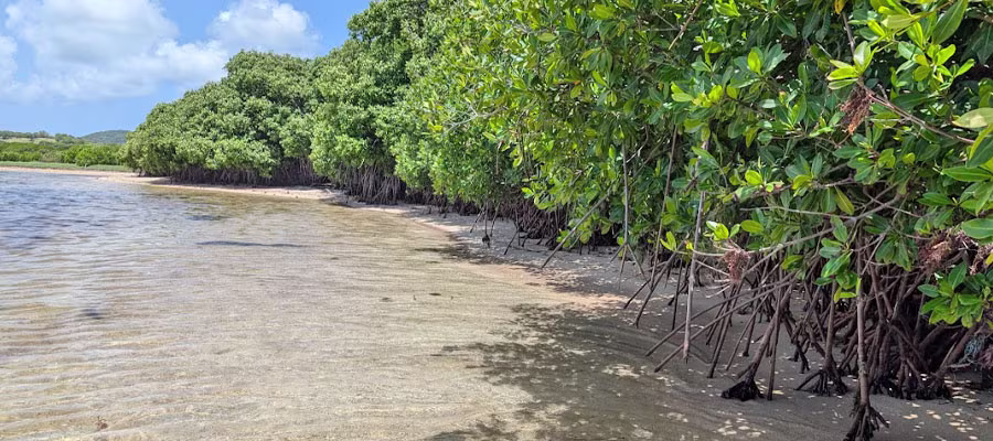 mangrove-anse-michel