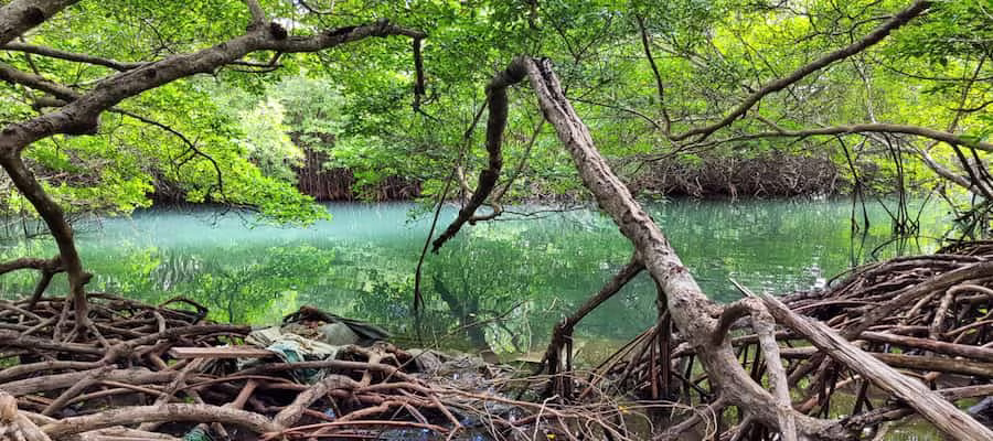 Palétuviers mangrove martinique